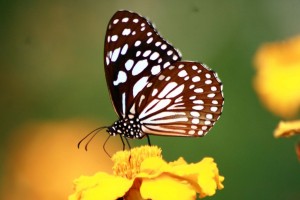 Spec Butterfly